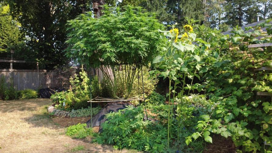 Seedsman - Blueberry Pie F1 Fast Outdoor - Hugelkultur - Mainline