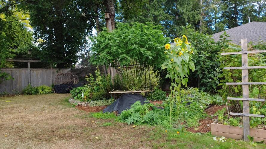 Seedsman - Blueberry Pie F1 Fast Outdoor - Hugelkultur - Mainline