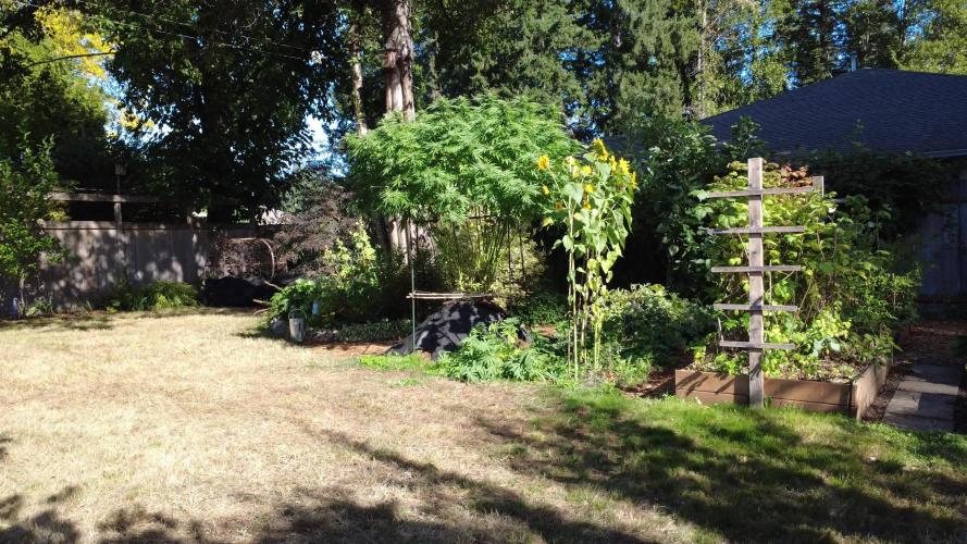 Seedsman - Blueberry Pie F1 Fast Outdoor - Hugelkultur - Mainline