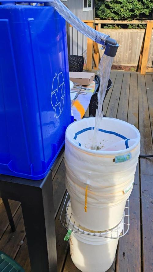 Seedsman - Blueberry Pie F1 Fast Outdoor - Hugelkultur - Mainline. Week 31