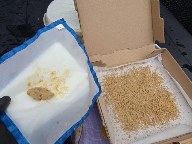 Seedsman - Blueberry Pie F1 Fast Outdoor - Hugelkultur - Mainline. Week 31