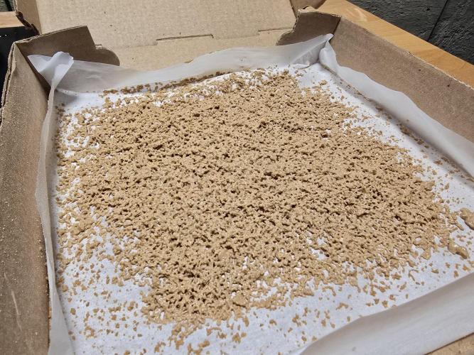 Seedsman - Blueberry Pie F1 Fast Outdoor - Hugelkultur - Mainline. Week 31