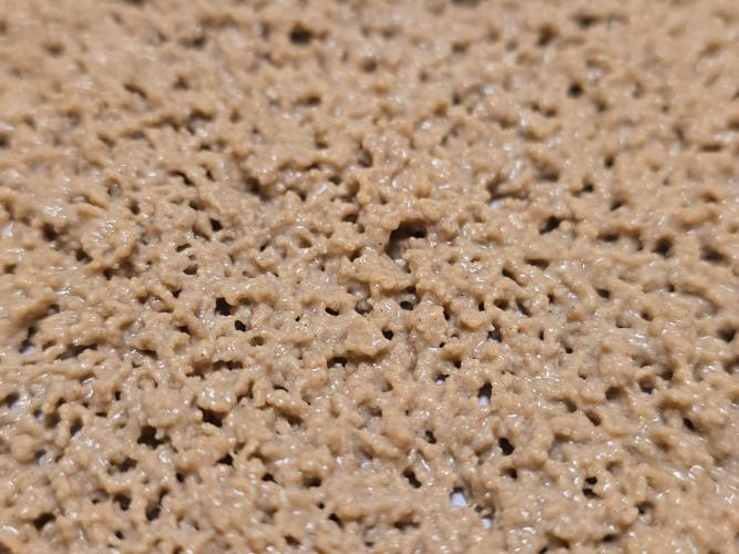 Seedsman - Blueberry Pie F1 Fast Outdoor - Hugelkultur - Mainline. Week 31