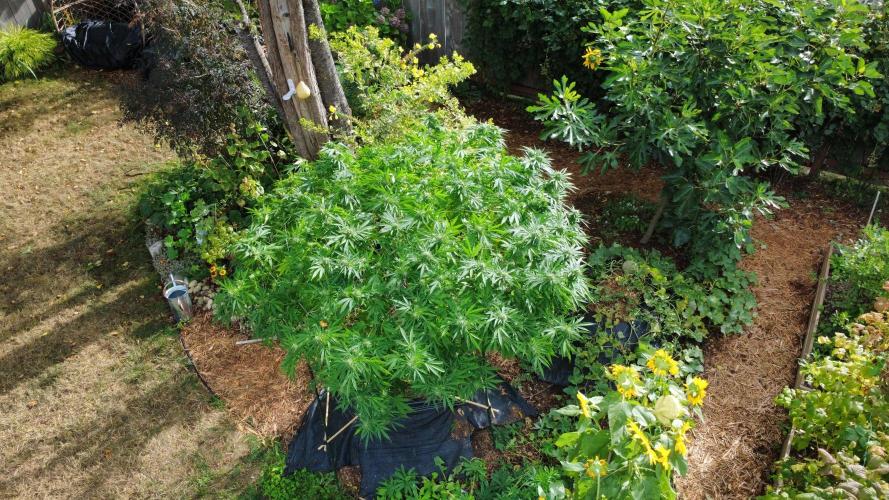 Seedsman - Blueberry Pie F1 Fast Outdoor - Hugelkultur - Mainline. Week 31