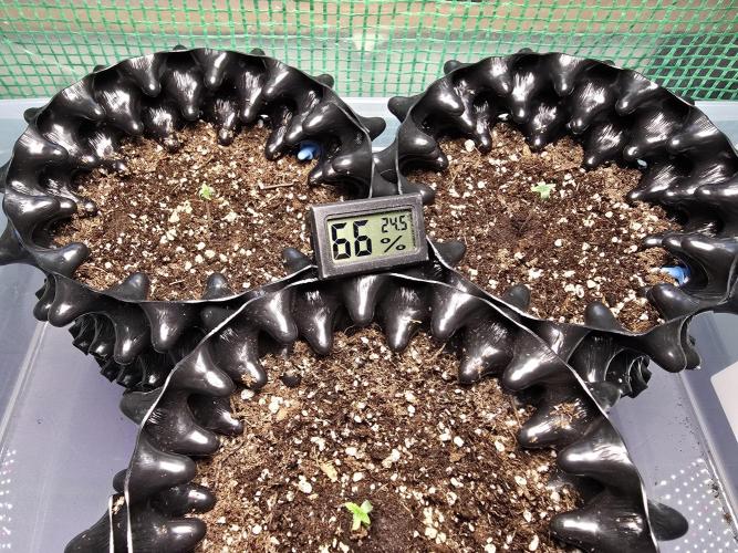 Gorilla Gas F1 Fast. Week 0