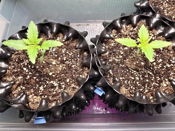 Gorilla Gas F1 Fast - Hügelkultur. Week 1