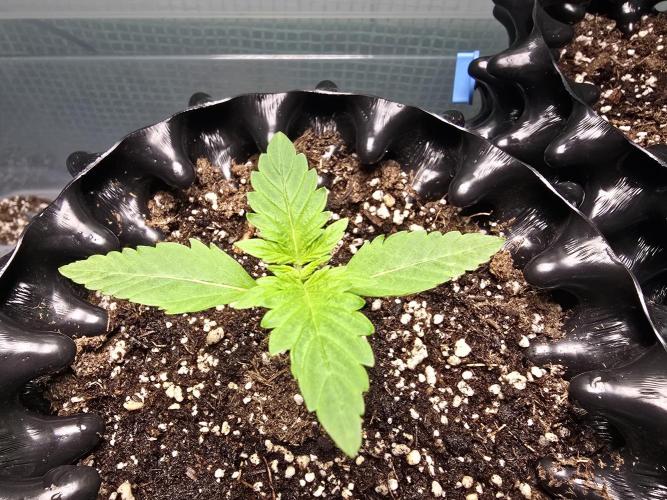 Gorilla Gas F1 Fast - Hügelkultur. Week 1