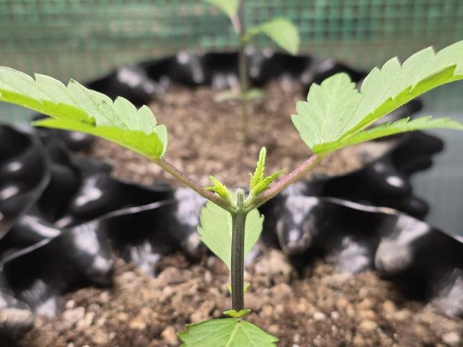 Gorilla Gas F1 Fast - Hügelkultur. Week 2
