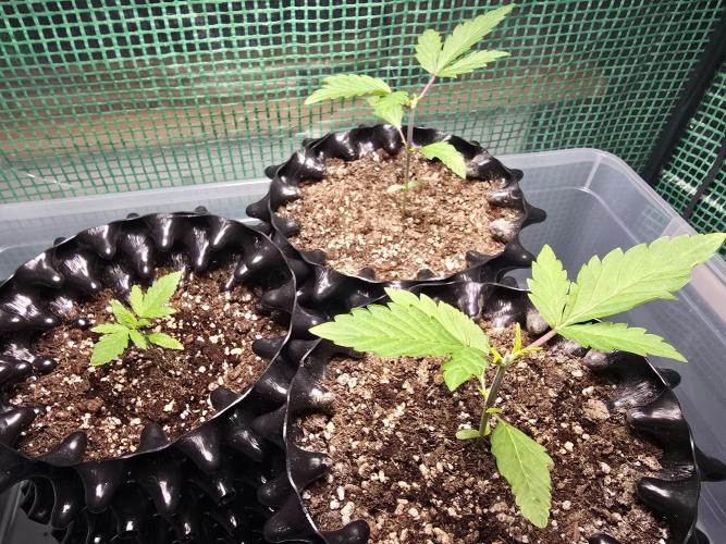 Gorilla Gas F1 Fast - Hügelkultur. Week 2