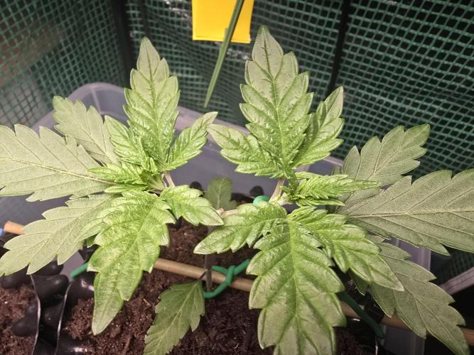 Gorilla Gas F1 Fast - Hügelkultur. Week 3