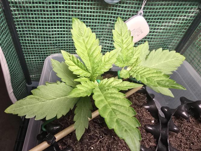 Gorilla Gas F1 Fast - Hügelkultur. Week 3