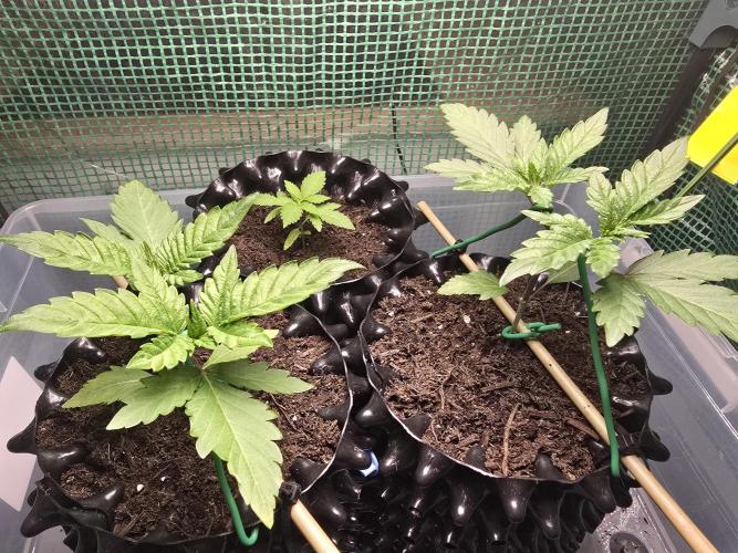 Gorilla Gas F1 Fast - Hügelkultur. Week 3