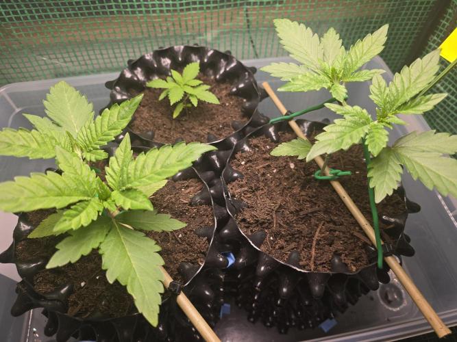 Gorilla Gas F1 Fast - Hügelkultur. Week 3