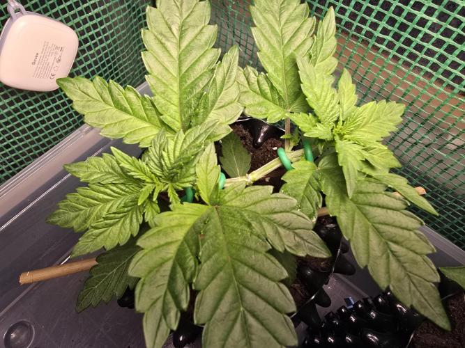 Gorilla Gas F1 Fast - Hügelkultur. Week 4