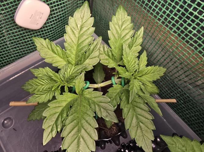 Gorilla Gas F1 Fast - Hügelkultur. Week 4