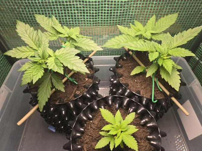 Gorilla Gas F1 Fast - Hügelkultur. Week 4