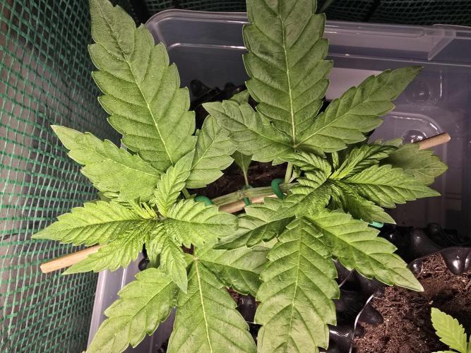 Gorilla Gas F1 Fast - Hügelkultur. Week 4