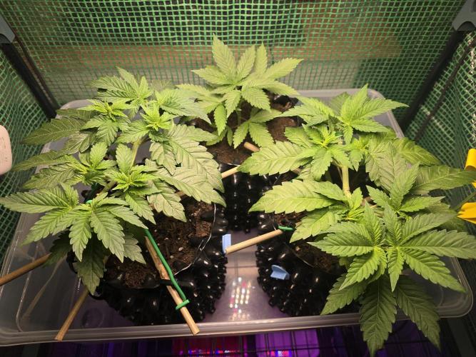 Gorilla Gas F1 Fast - Hügelkultur. Week 5