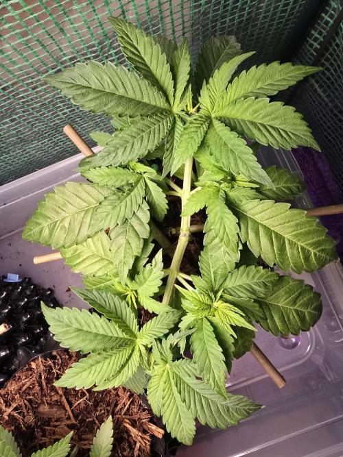 Gorilla Gas F1 Fast - Hügelkultur. Week 5
