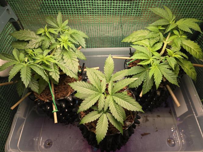 Gorilla Gas F1 Fast - Hügelkultur. Week 5