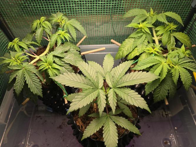 Gorilla Gas F1 Fast - Hügelkultur. Week 6