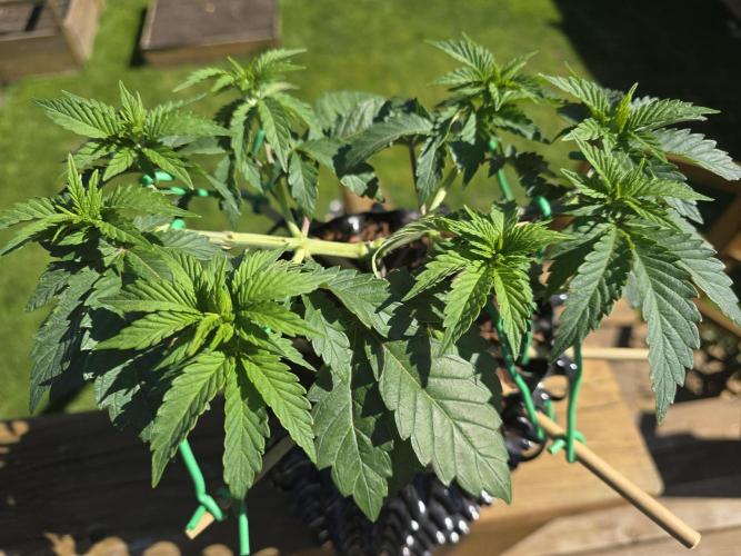 Gorilla Gas F1 Fast - Hügelkultur. Week 6