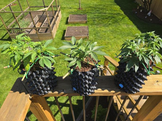 Gorilla Gas F1 Fast - Hügelkultur. Week 6