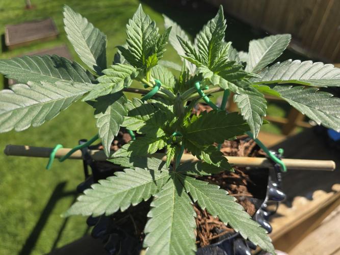 Gorilla Gas F1 Fast - Hügelkultur. Week 6
