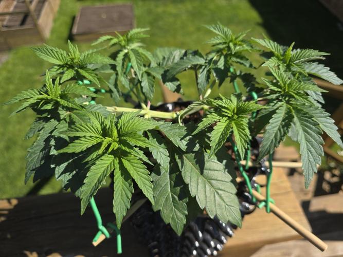 Gorilla Gas F1 Fast - Hügelkultur. Week 6