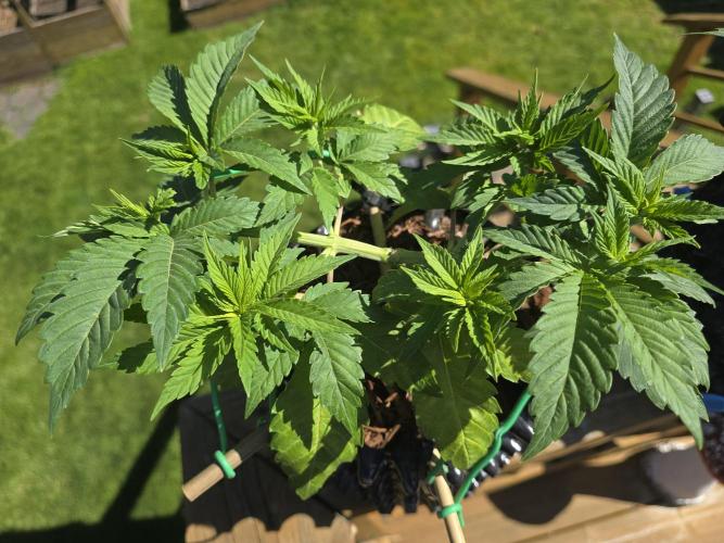 Gorilla Gas F1 Fast - Hügelkultur. Week 6