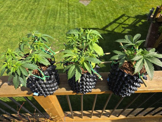 Gorilla Gas F1 Fast - Hügelkultur. Week 6