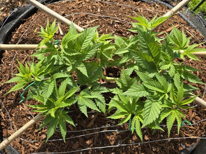 Gorilla Gas F1 Fast - Hügelkultur. Week 7