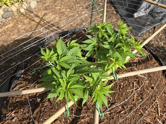 Gorilla Gas F1 Fast - Hügelkultur. Week 7