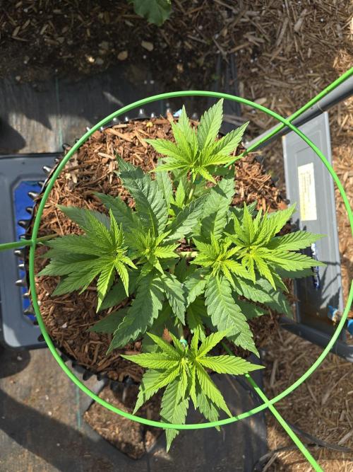 Gorilla Gas F1 Fast - Hügelkultur. Week 7
