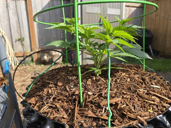 Gorilla Gas F1 Fast - Hügelkultur. Week 7