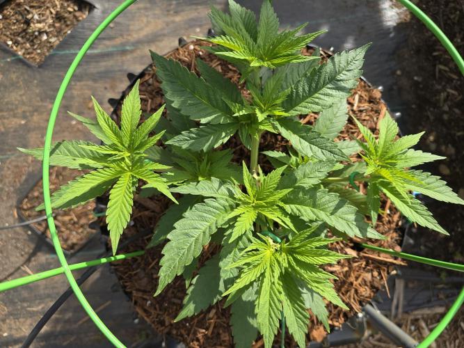 Gorilla Gas F1 Fast - Hügelkultur. Week 7