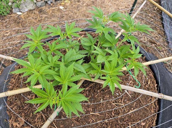 Gorilla Gas F1 Fast - Hügelkultur. Week 8