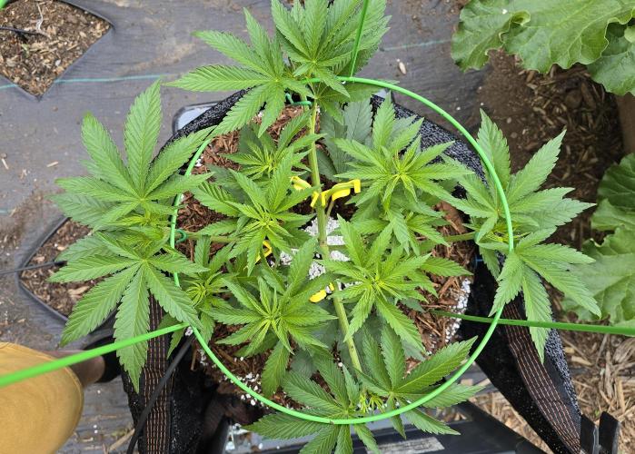 Gorilla Gas F1 Fast - Hügelkultur. Week 8