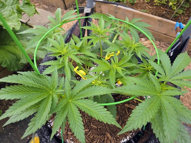 Gorilla Gas F1 Fast - Hügelkultur. Week 8