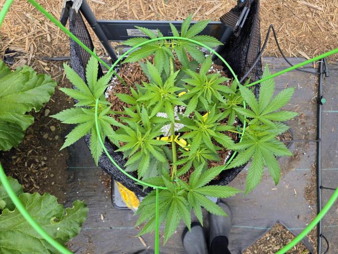Gorilla Gas F1 Fast - Hügelkultur. Week 8