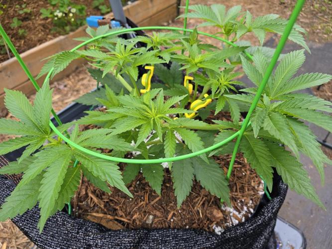 Gorilla Gas F1 Fast - Hügelkultur. Week 8
