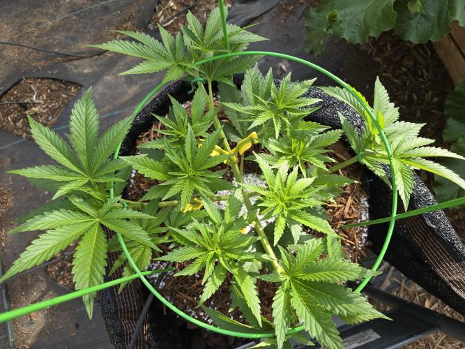 Gorilla Gas F1 Fast - Hügelkultur. Week 8