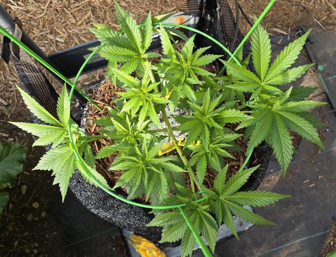 Gorilla Gas F1 Fast - Hügelkultur. Week 8