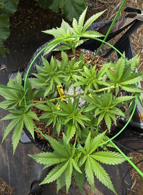 Gorilla Gas F1 Fast - Hügelkultur. Week 8
