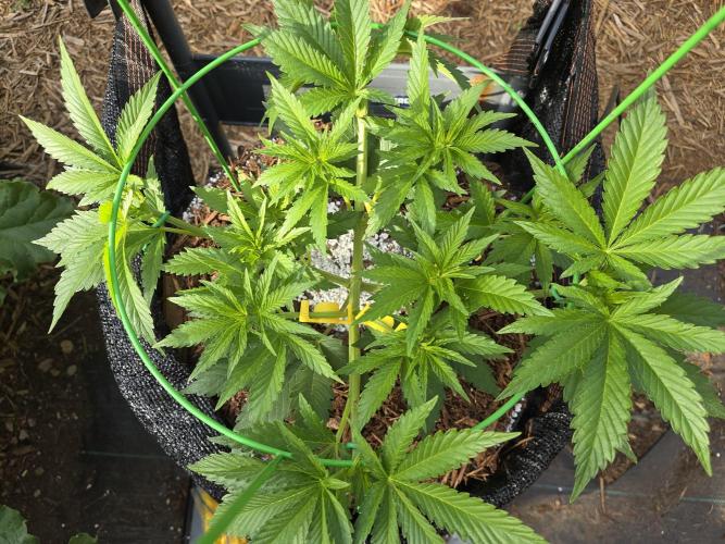 Gorilla Gas F1 Fast - Hügelkultur. Week 8