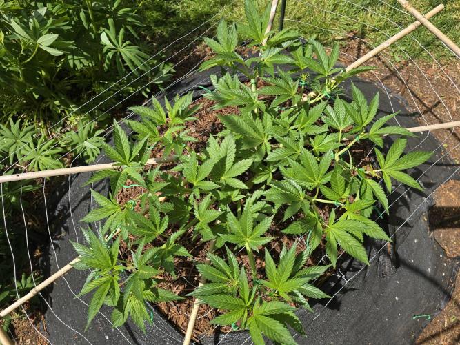 Gorilla Gas F1 Fast - Hügelkultur. Week 9