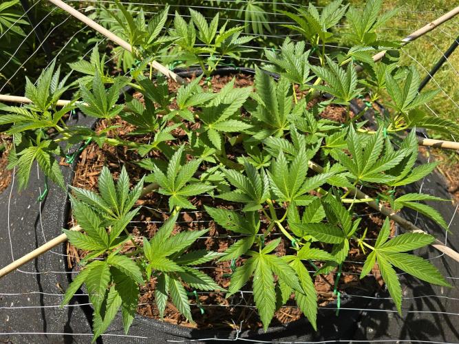 Gorilla Gas F1 Fast - Hügelkultur. Week 9