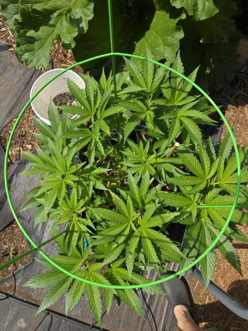 Gorilla Gas F1 Fast - Hügelkultur. Week 9