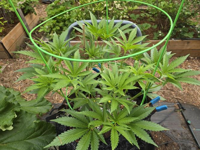 Gorilla Gas F1 Fast - Hügelkultur. Week 9