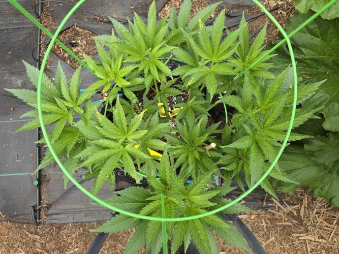 Gorilla Gas F1 Fast - Hügelkultur. Week 9